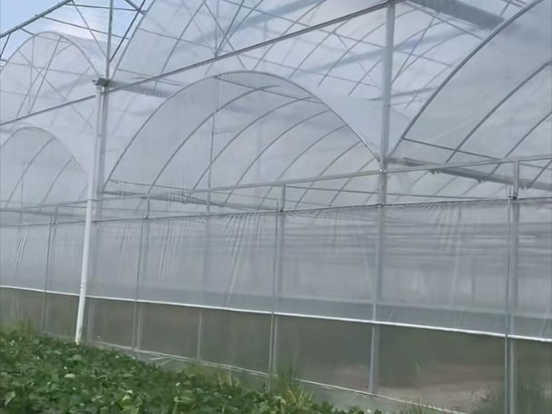大棚