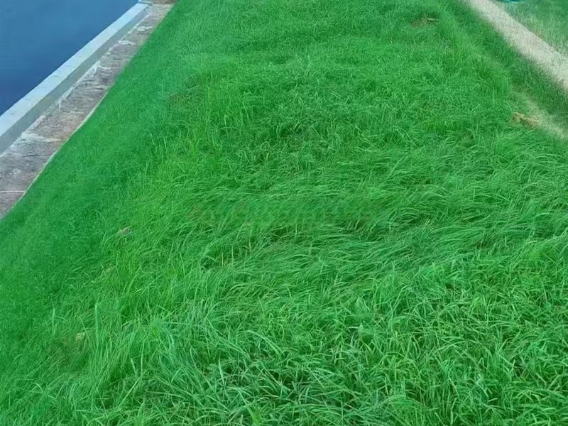 em4三维植被网