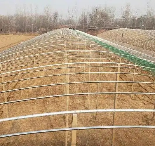 养羊大棚建造