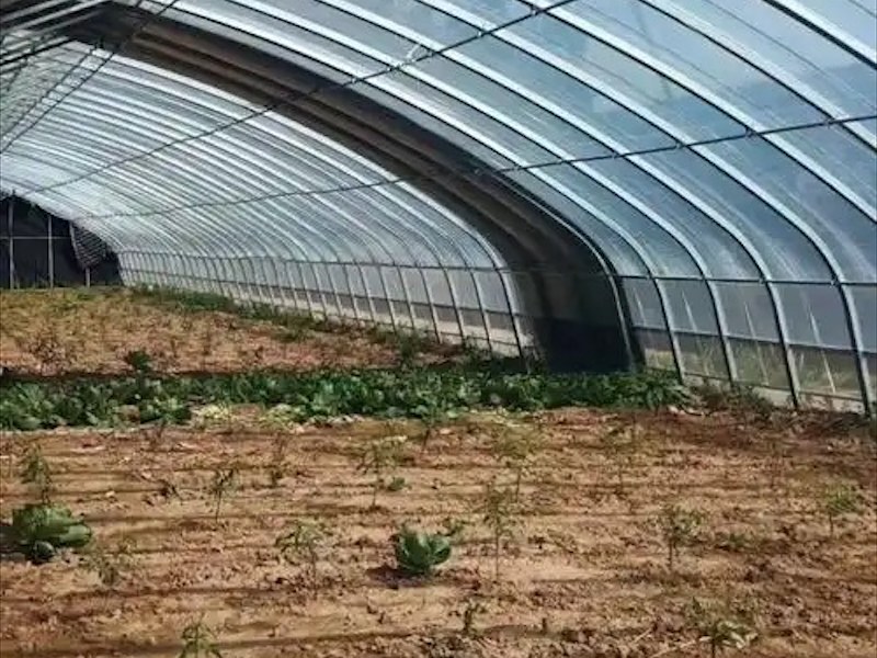 养羊大棚建造