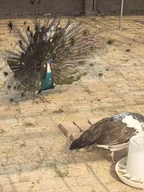 孔雀种蛋采购避坑指南，如何挑选优质受精蛋