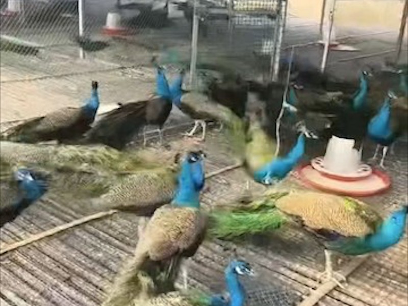 养殖环境