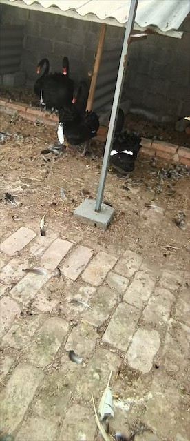 黑天鹅防疫措施详解：晋中市左权县养殖场常见病害的预防与控制