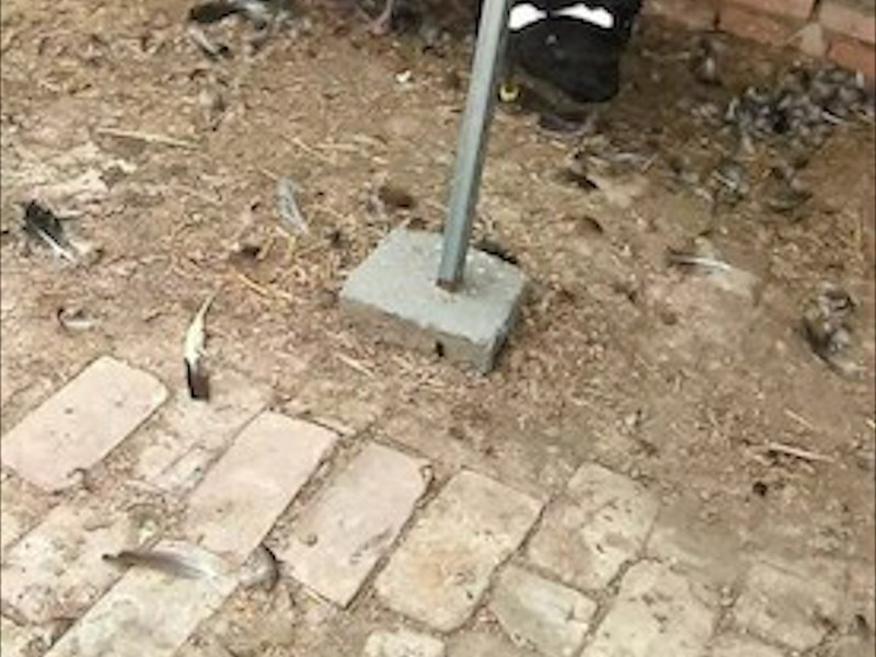 黑天鹅生活状态
