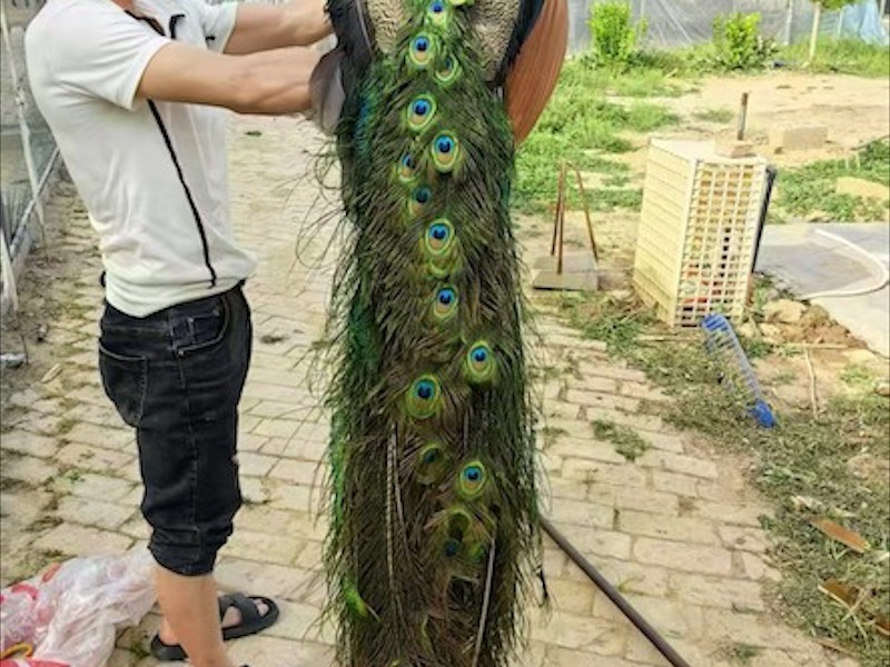 养殖环境与禽类