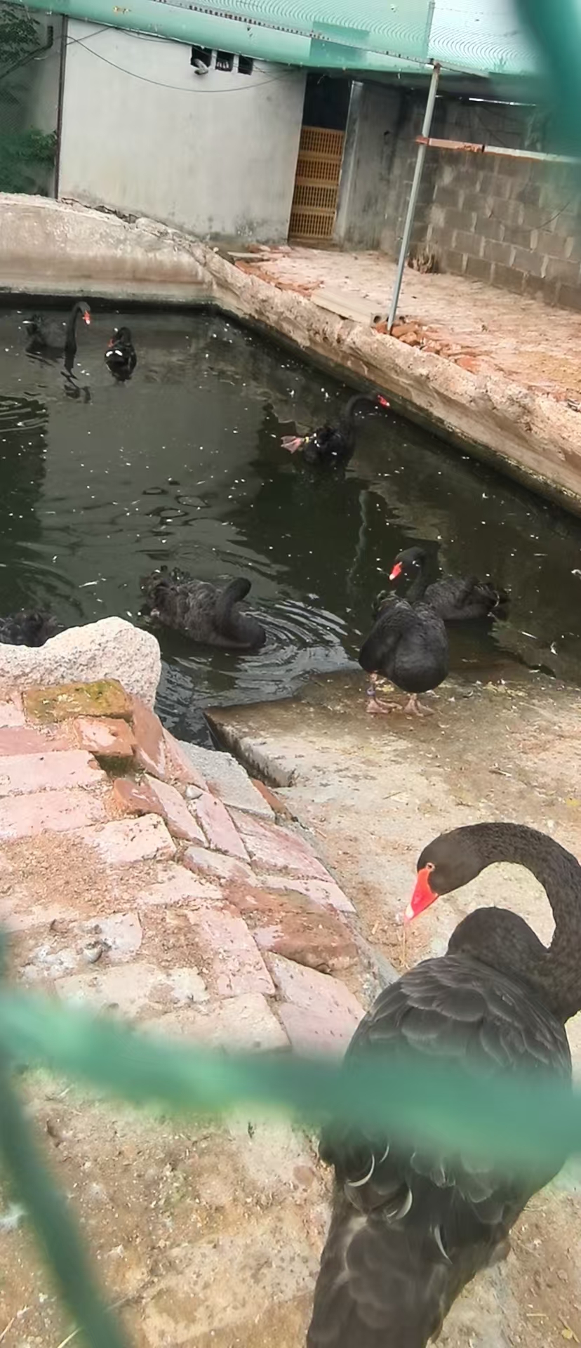 黑天鹅养殖环境