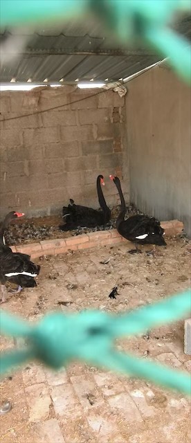 黑天鹅种苗与养殖环境