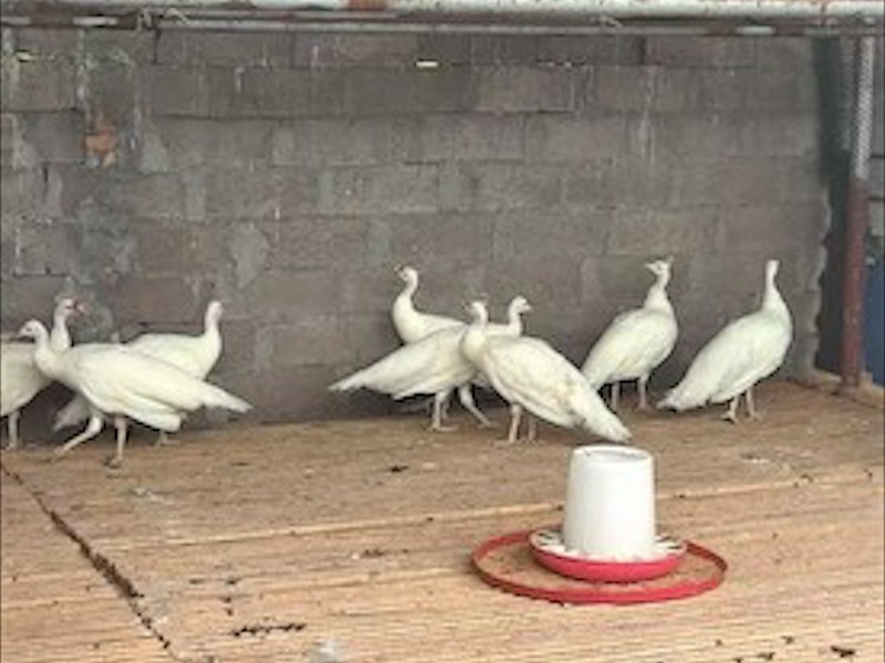 孔雀养殖展示