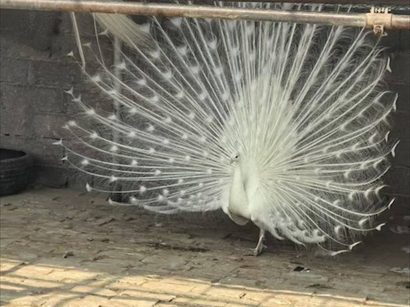养殖环境