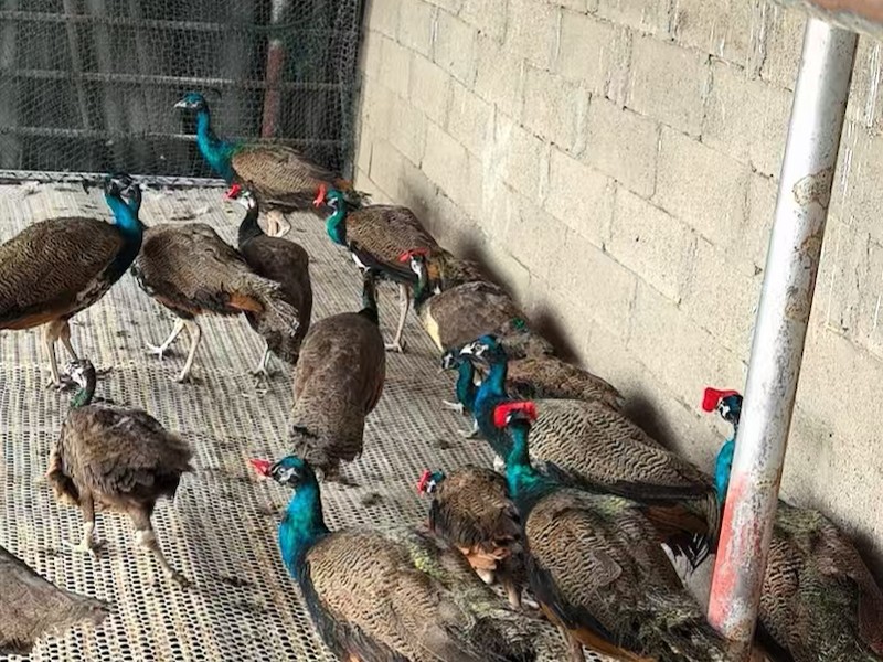 孔雀养殖环境