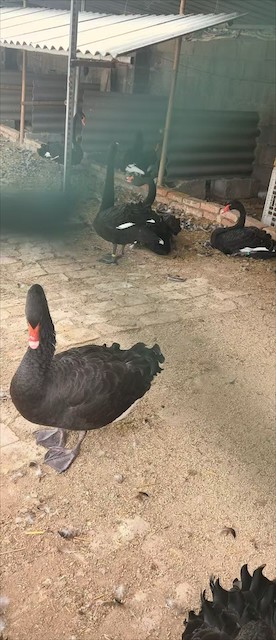 商丘市虞城县黑天鹅幼雏护理指南：从破壳到满月的精心照料技巧