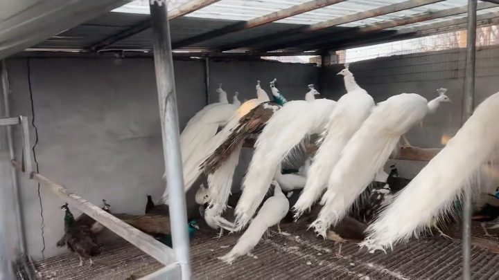 观赏孔雀饲养技巧，打造吸引游客的孔雀园