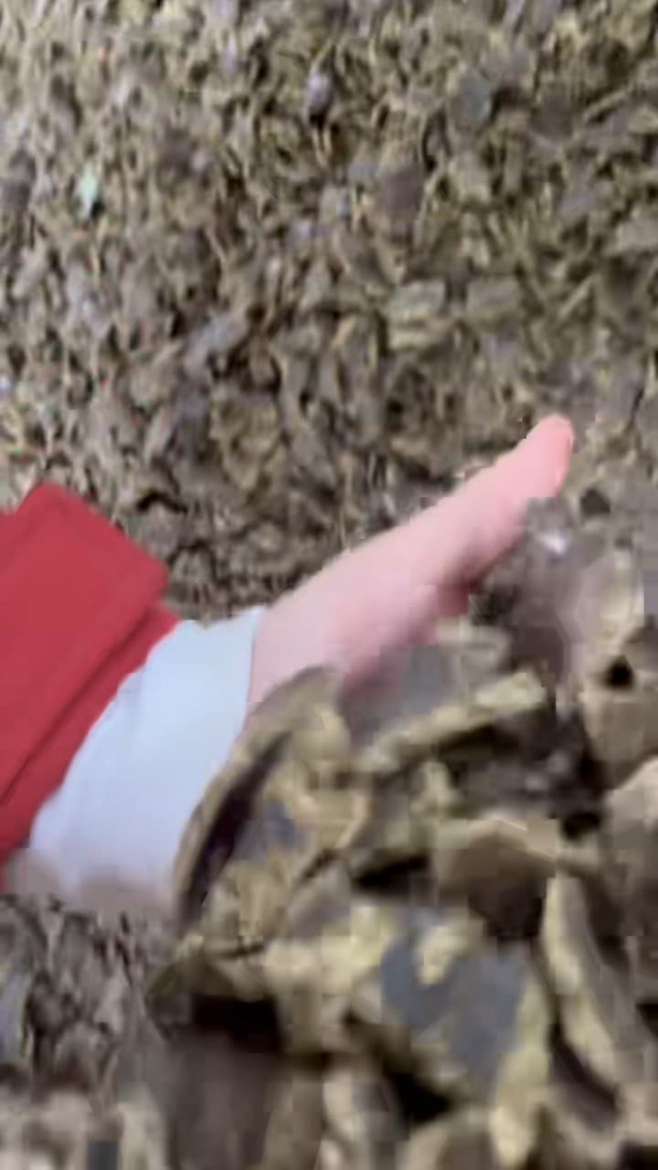 蓖麻饼