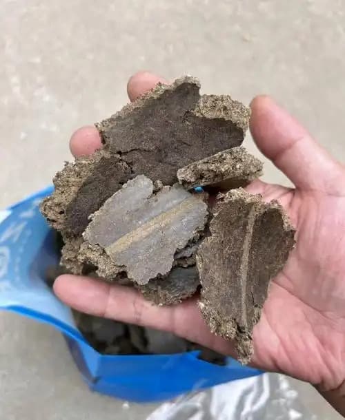 蓖麻籽饼