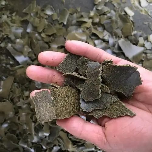 菜籽饼粕