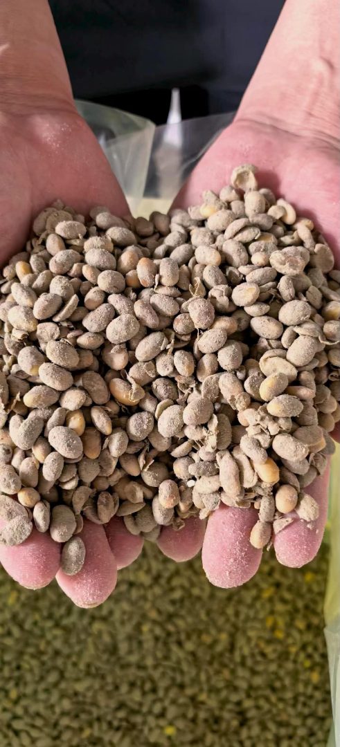 腐熟发酵大豆