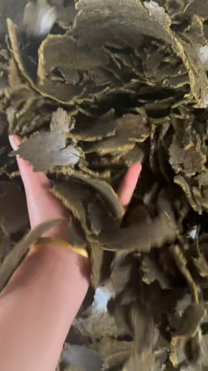 菜枯