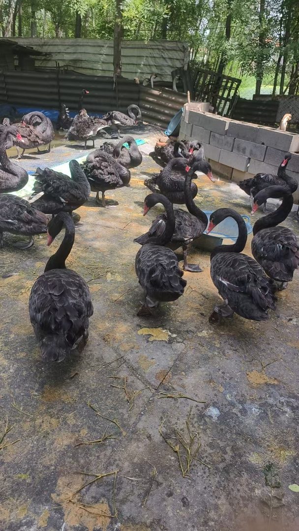 临汾市黑天鹅