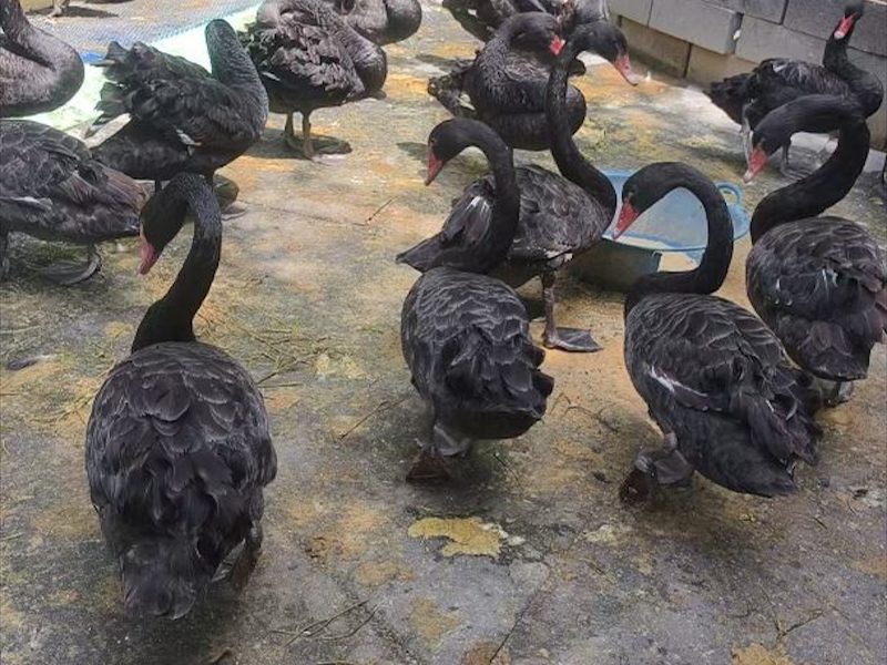临汾市黑天鹅