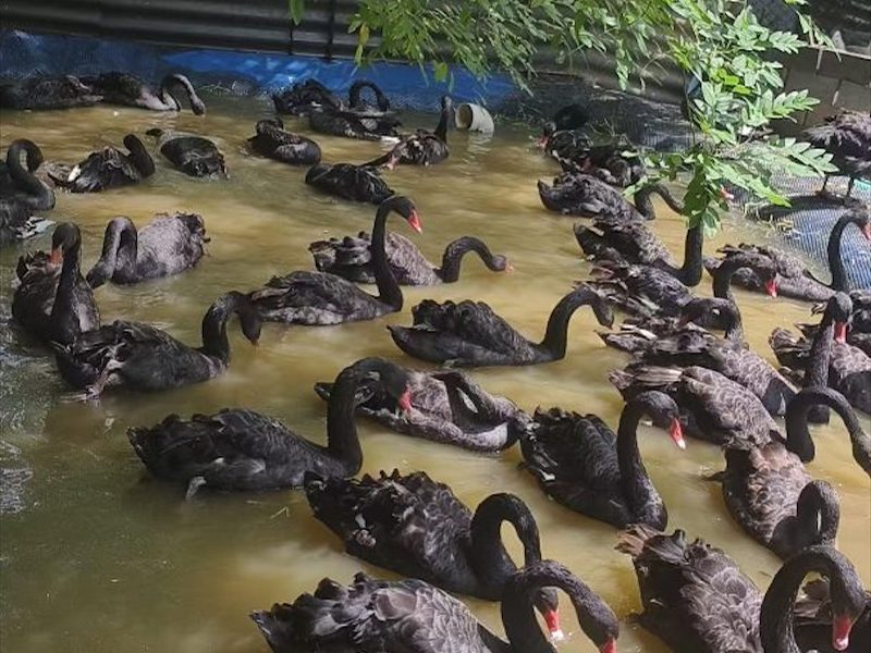 临汾市成年散养黑天鹅
