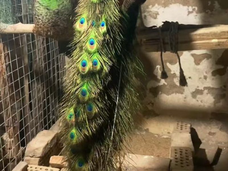 临汾市孔雀养殖