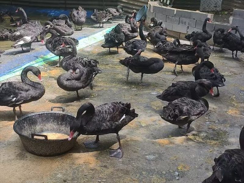 临汾市黑天鹅苗