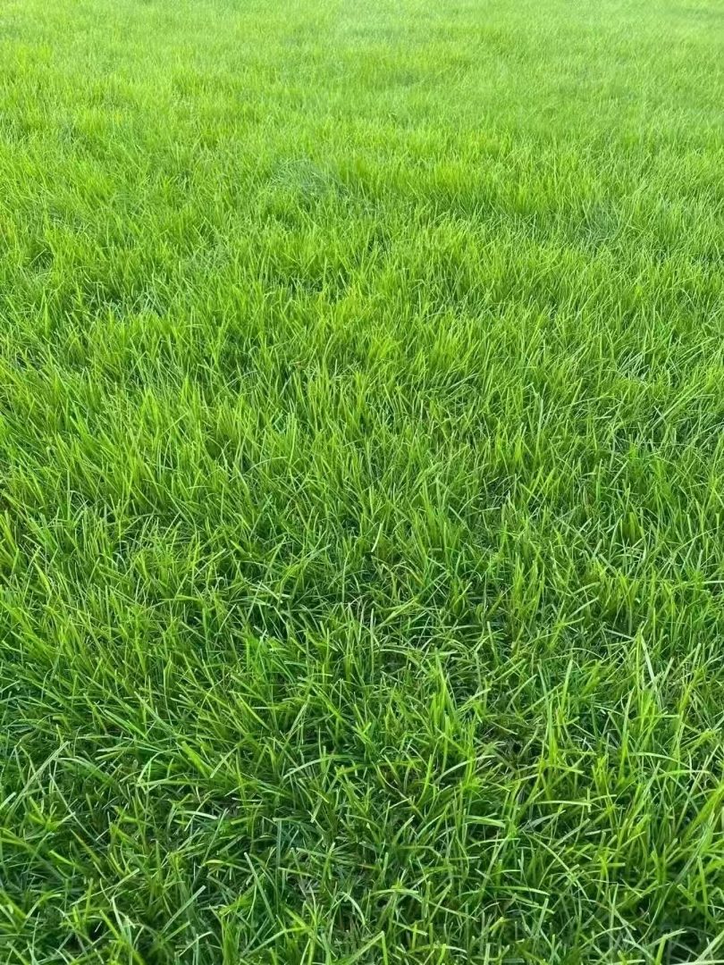 耐旱草坪种子