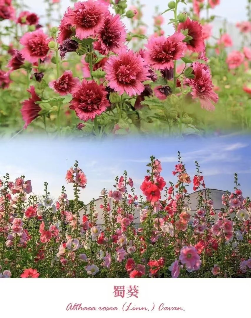 百日菊