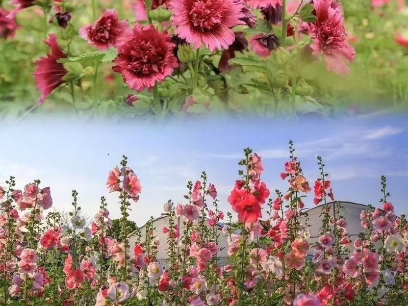 百日菊