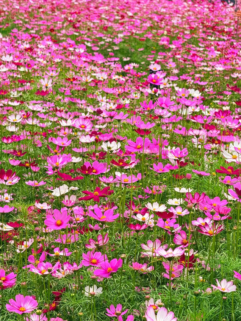 花镜花卉种子