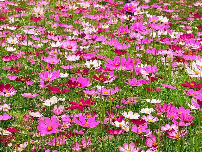 花镜花卉种子