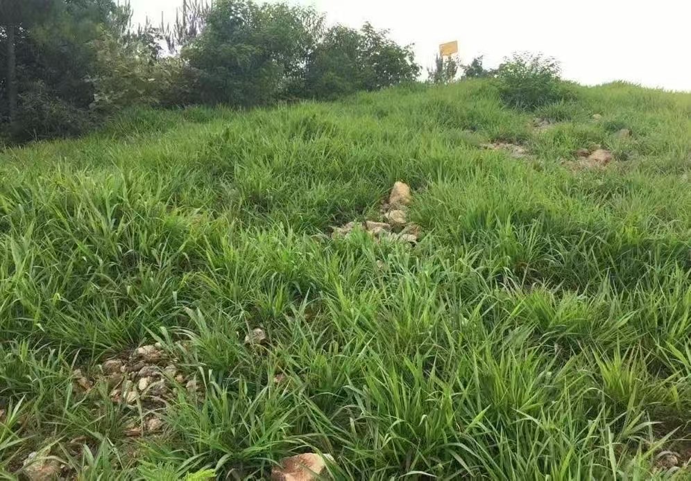箭筈豌豆