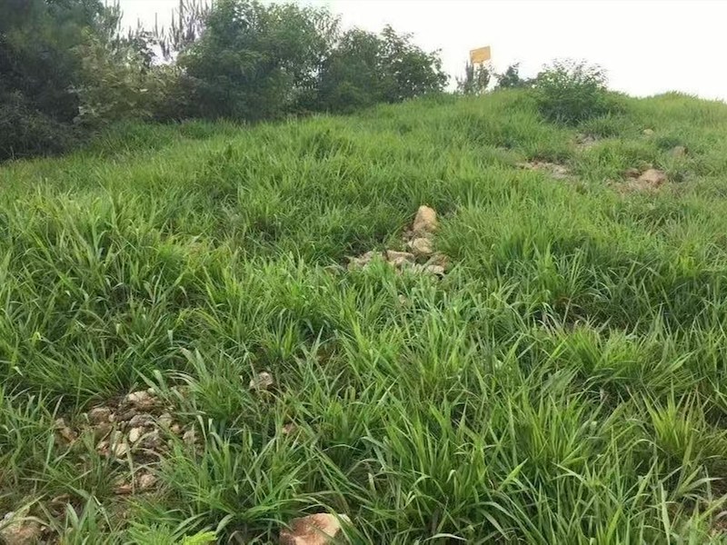 箭筈豌豆