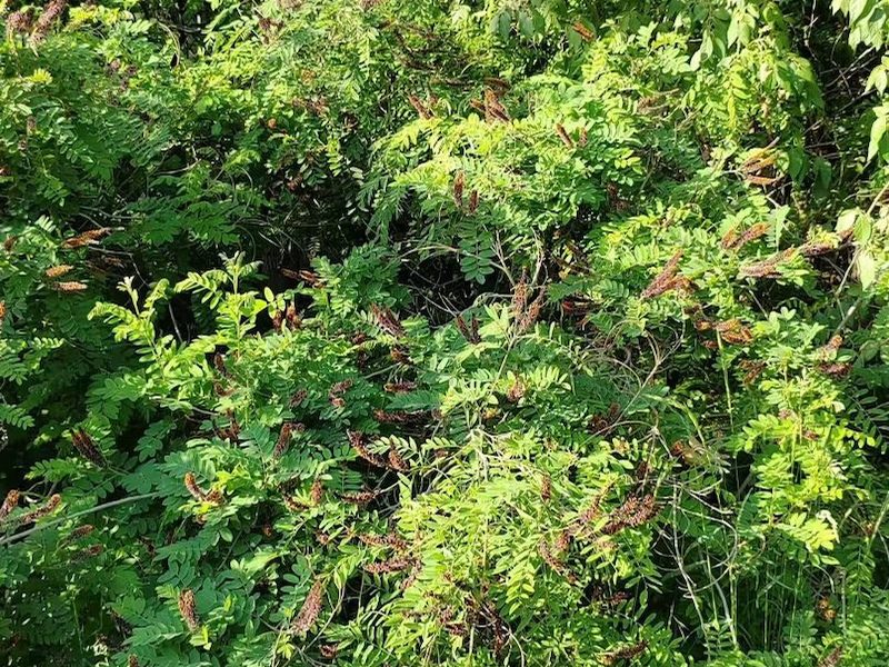 护坡草籽