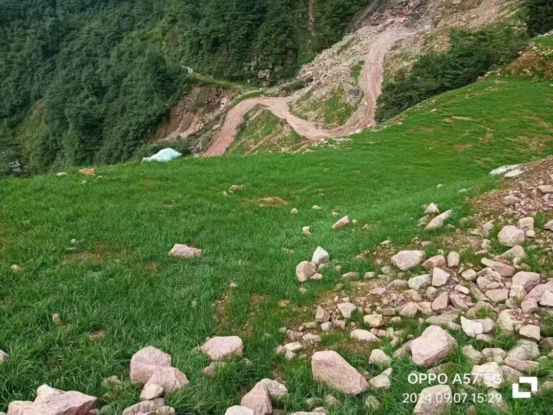 道路绿化草种子