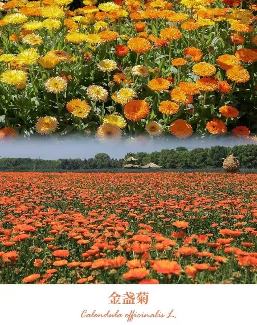 波斯菊格桑花