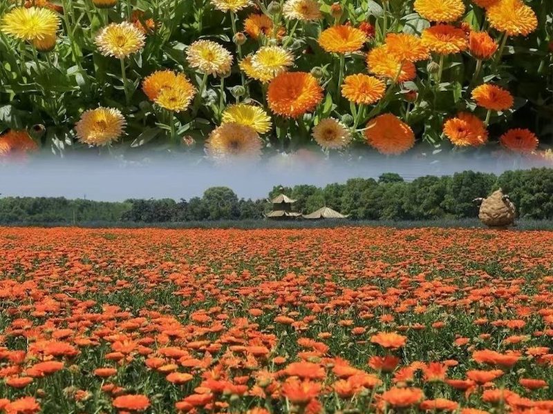 波斯菊格桑花