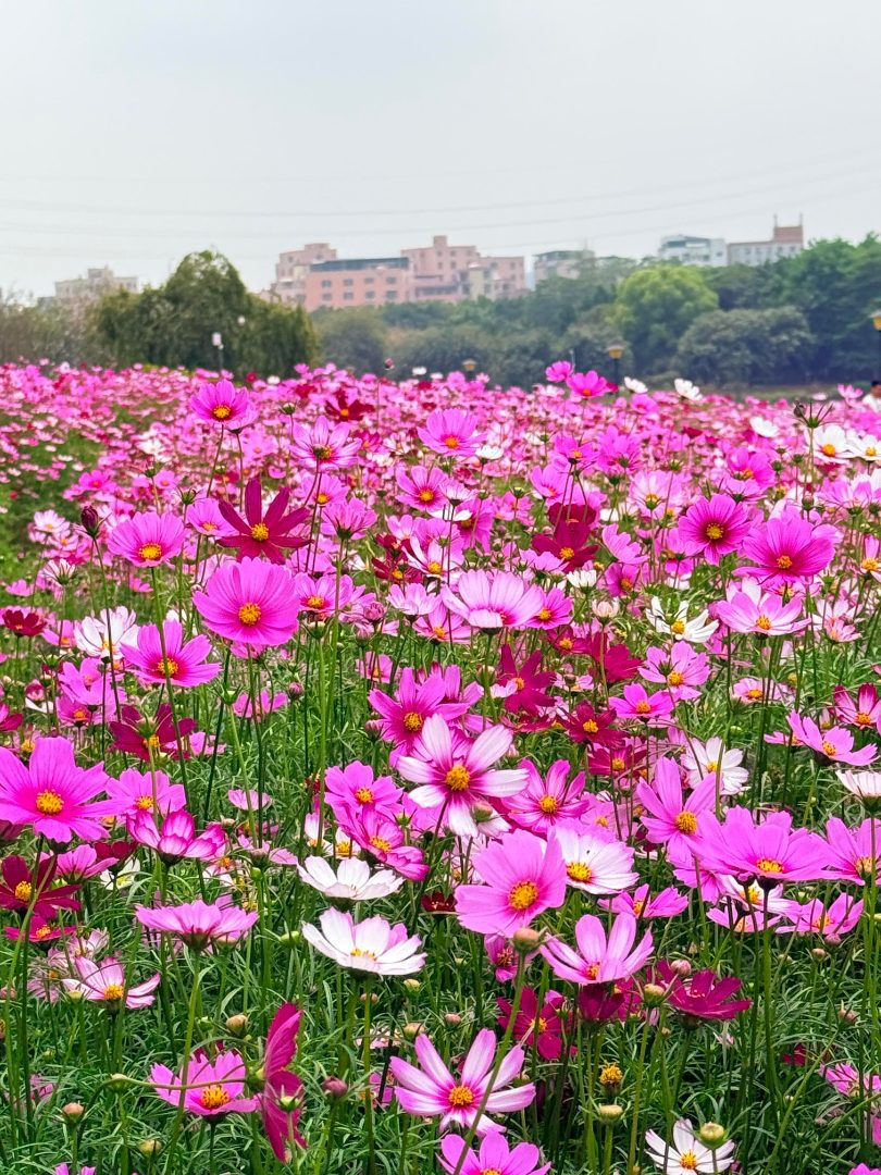 多年生花卉种子