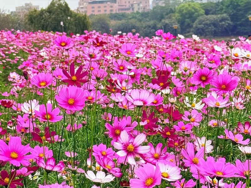 多年生花卉种子