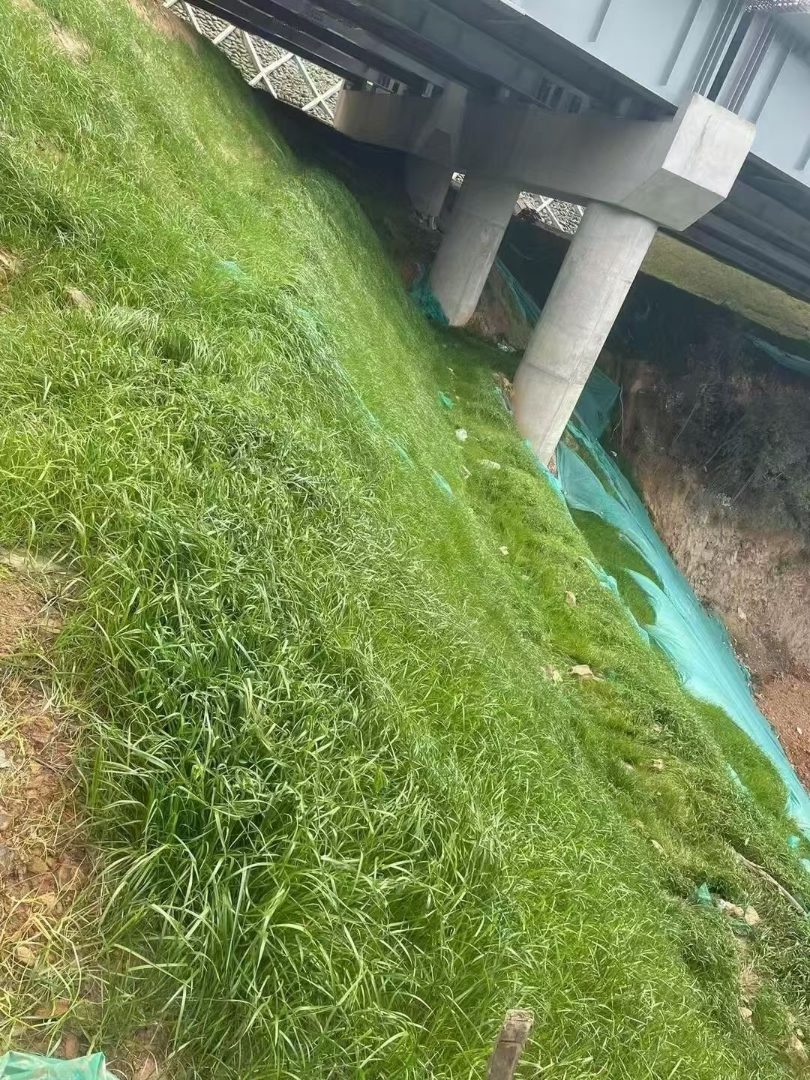 紫穗槐