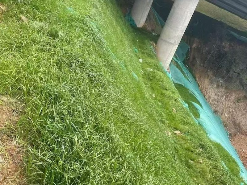 紫穗槐
