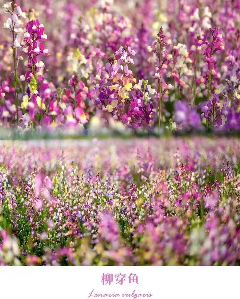 油菜花