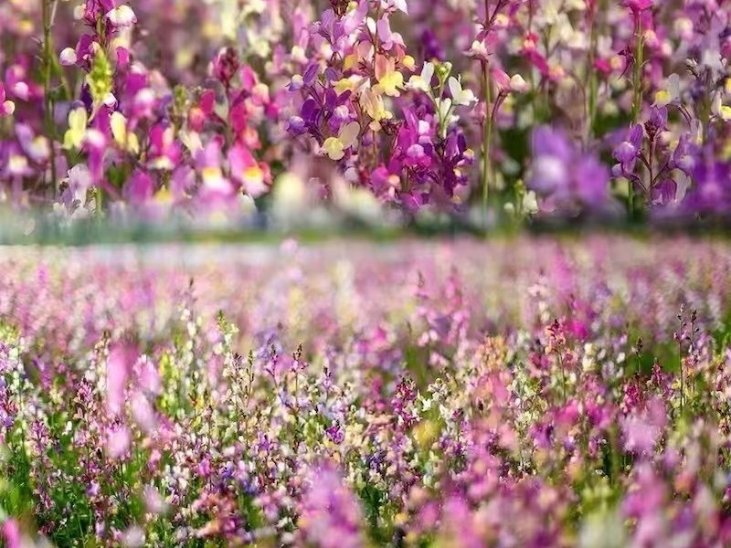油菜花