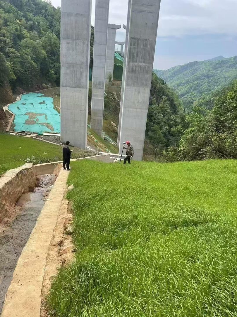 刺槐