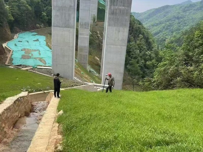 刺槐