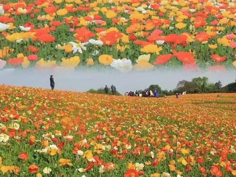 二月兰
