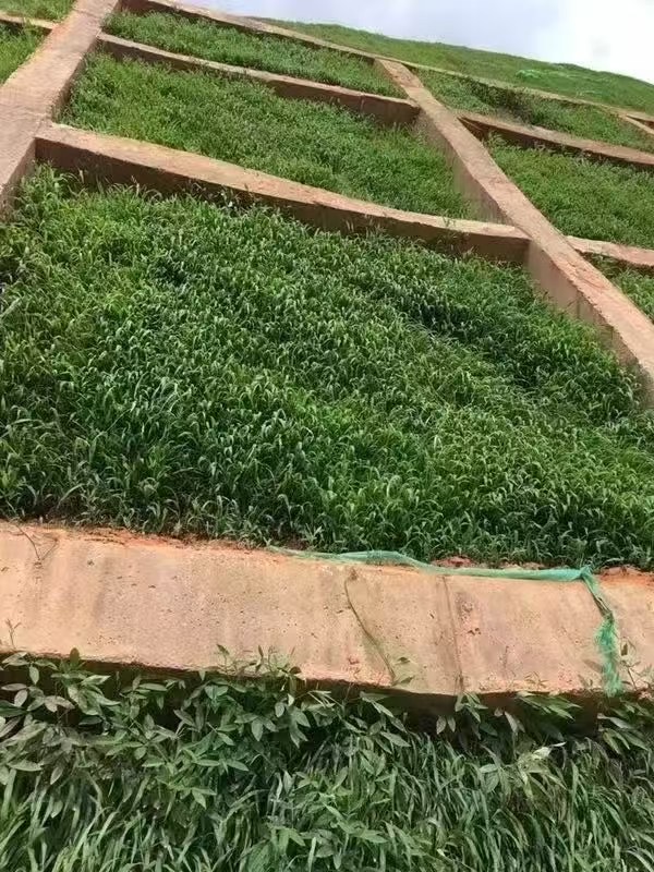 光叶紫花苕