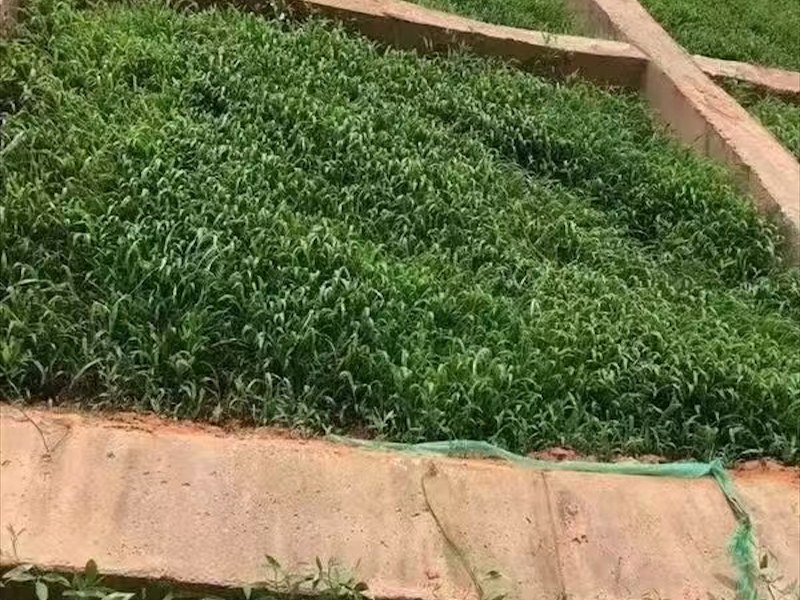 光叶紫花苕