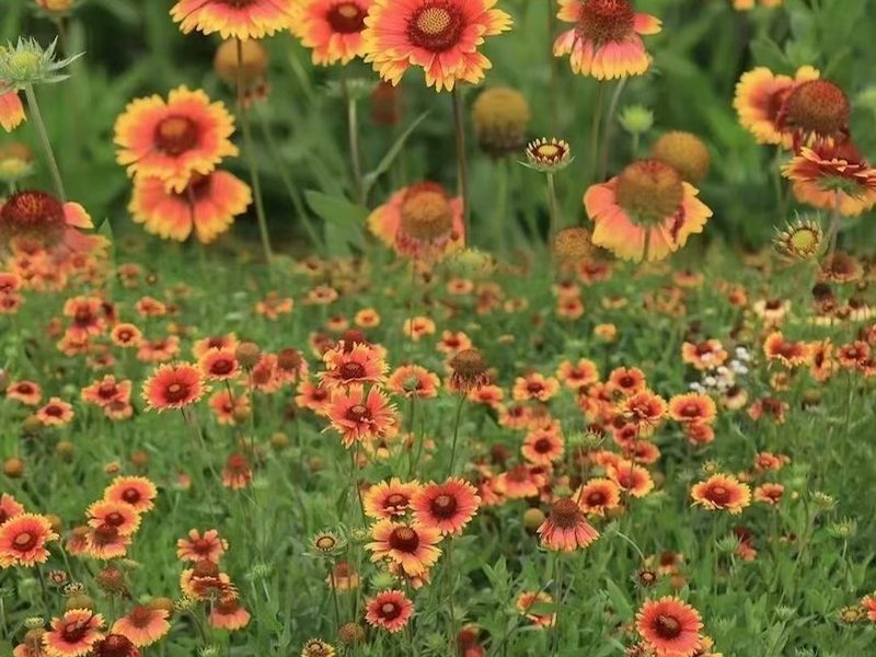 花卉种子