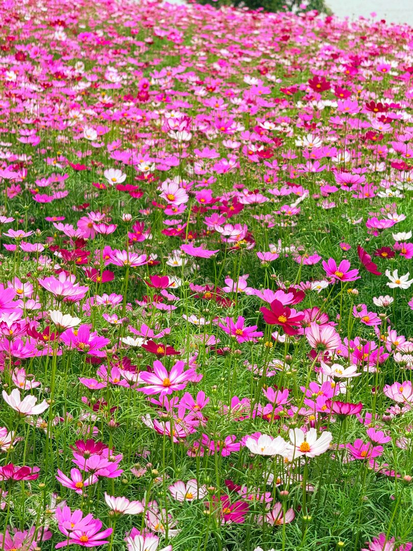 绿化观赏花卉种子